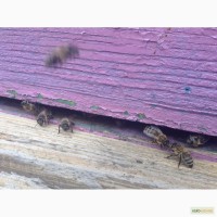 Пчеломатки Бакфаст