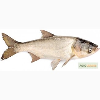 Живая рыба Толстолобик 2, 5-3 кг