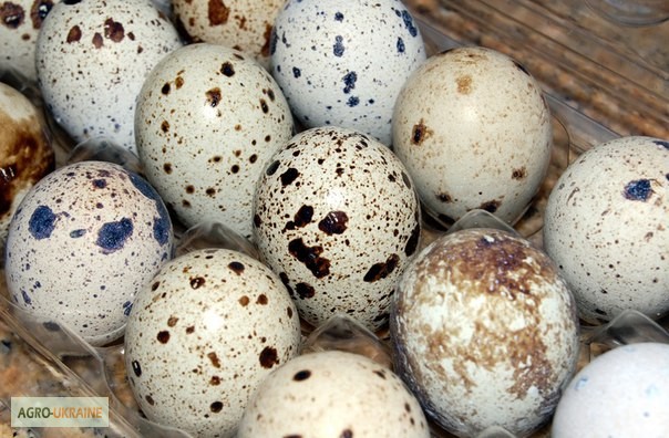 Продам инкубационные перепелиные яйца породы Техасский бройлерный