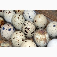 Продам инкубационные перепелиные яйца породы Техасский бройлерный