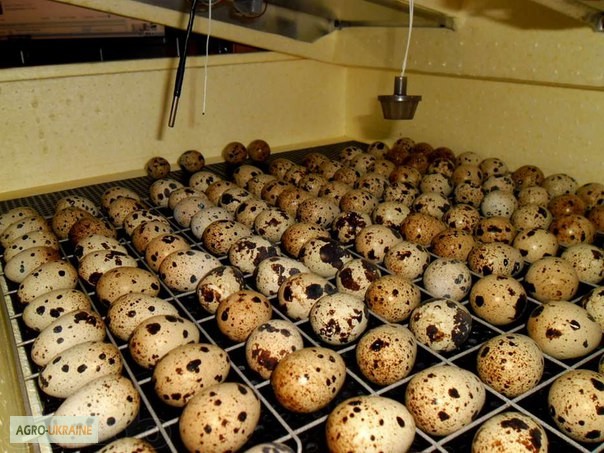 Фото 2. Продам инкубационные перепелиные яйца породы Техасский бройлерный