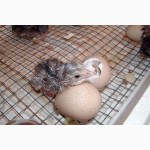 Продам цесариные яйца на инкубацию