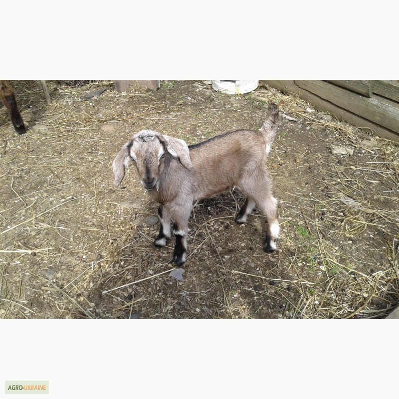 Фото 10. Продаю коз і козенят