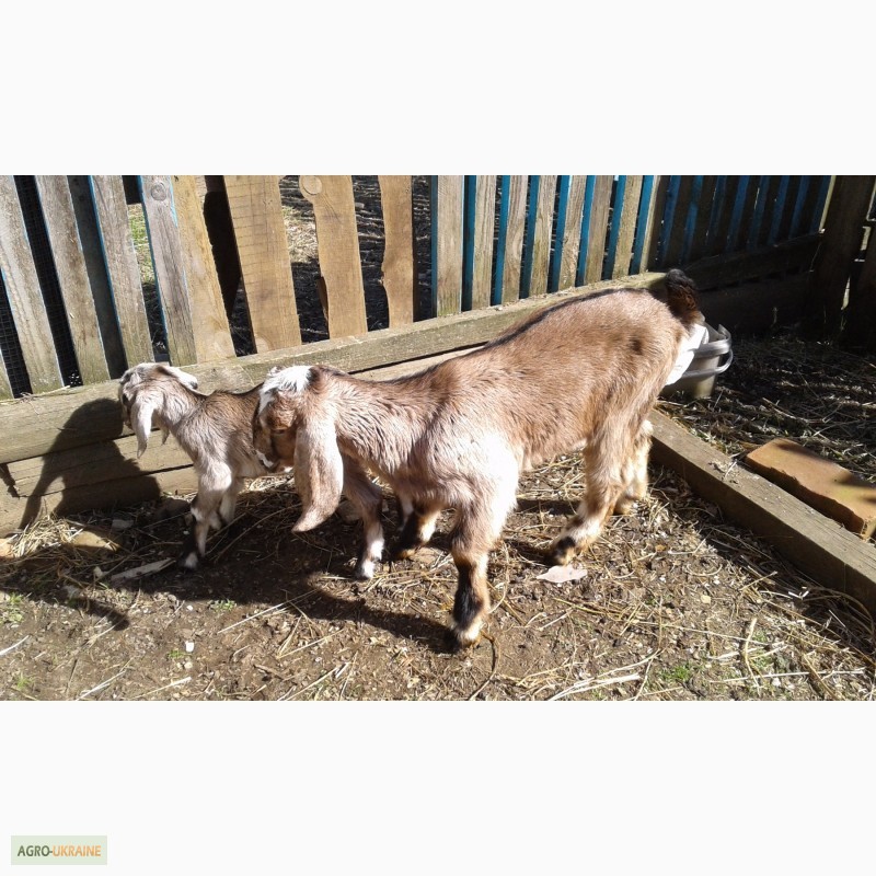 Фото 17. Продаю коз і козенят