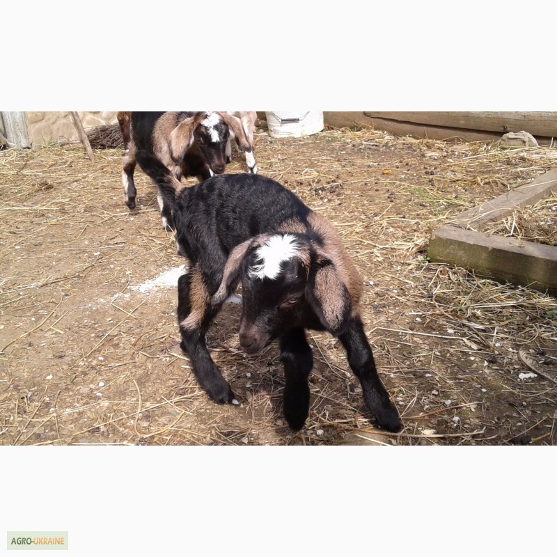 Фото 2. Продаю коз і козенят