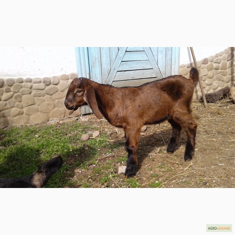 Фото 4. Продаю коз і козенят