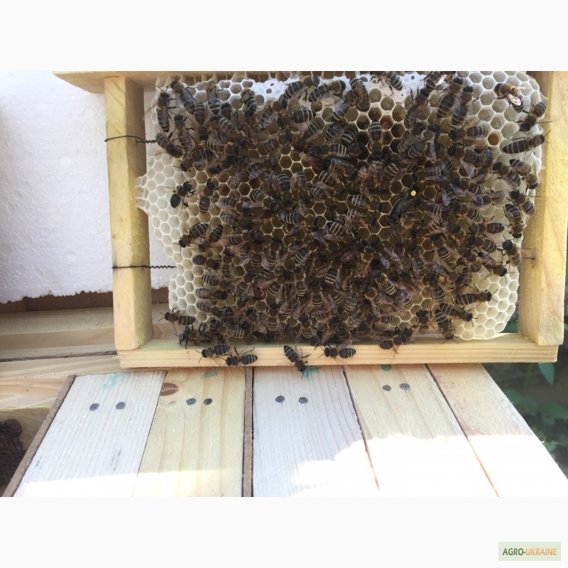 Фото 3. БДЖОЛОМАТКИ КАРПАТКА 2023 Плідні матки (Бджолині матки, Пчеломатка)