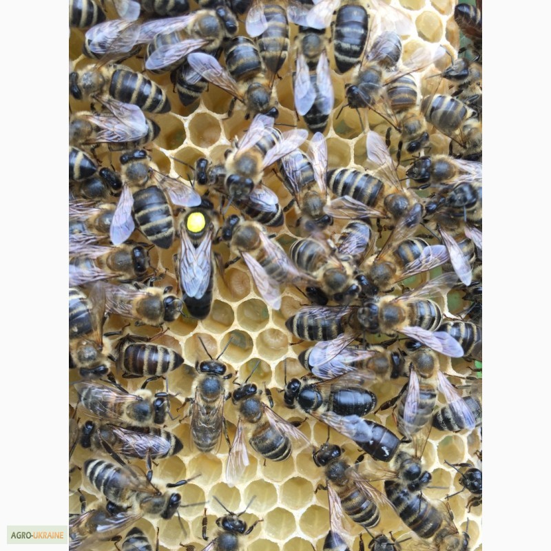 Фото 4. БДЖОЛОМАТКИ КАРПАТКА 2023 Плідні матки (Бджолині матки, Пчеломатка)