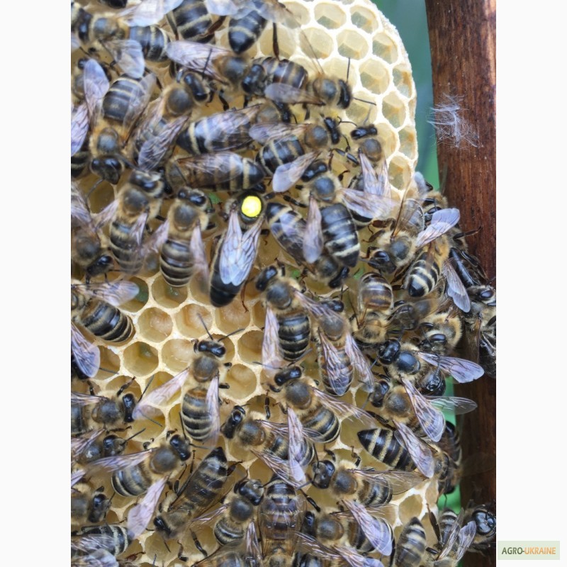 Фото 6. БДЖОЛОМАТКИ КАРПАТКА 2023 Плідні матки (Бджолині матки, Пчеломатка)