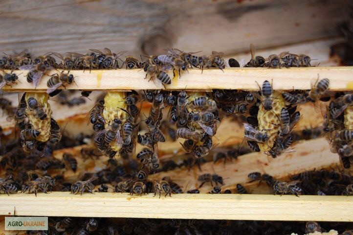 Фото 8. БДЖОЛОМАТКИ КАРПАТКА 2023 Плідні матки (Бджолині матки, Пчеломатка)