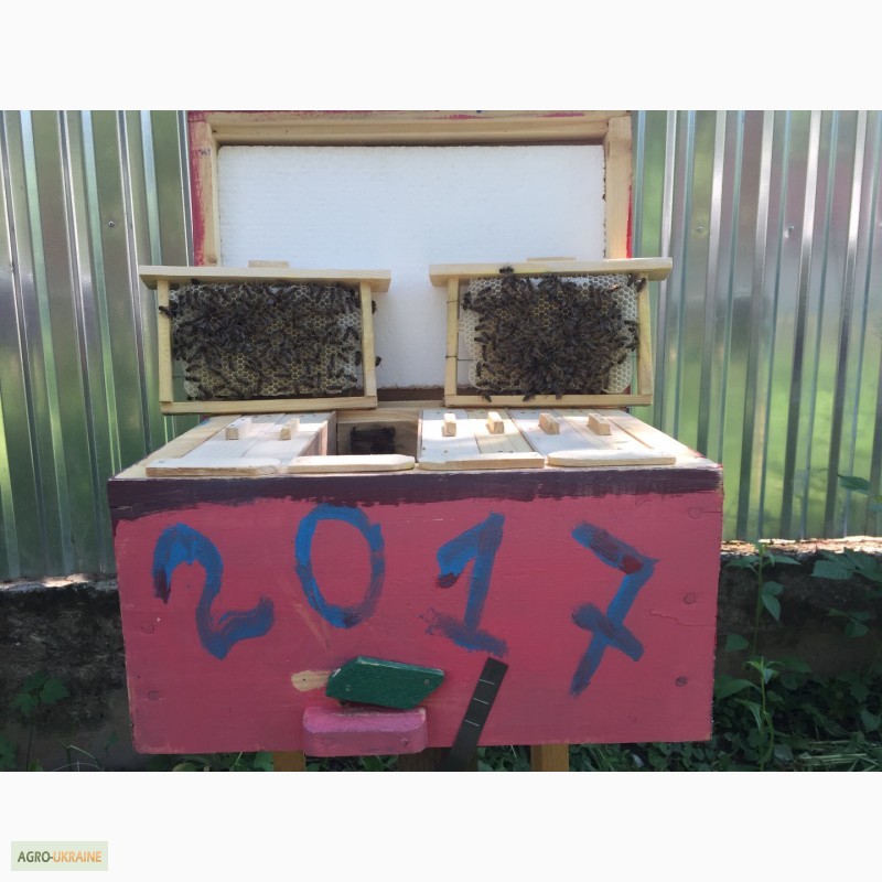 БДЖОЛОМАТКИ КАРПАТКА 2023 Плідні матки (Бджолині матки, Пчеломатка)