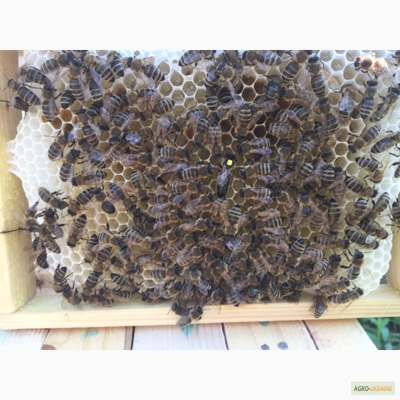 Фото 2. БДЖОЛОМАТКИ КАРПАТКА 2023 Плідні матки (Бджолині матки, Пчеломатка)
