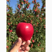 Продаж Яблук Закарпаття