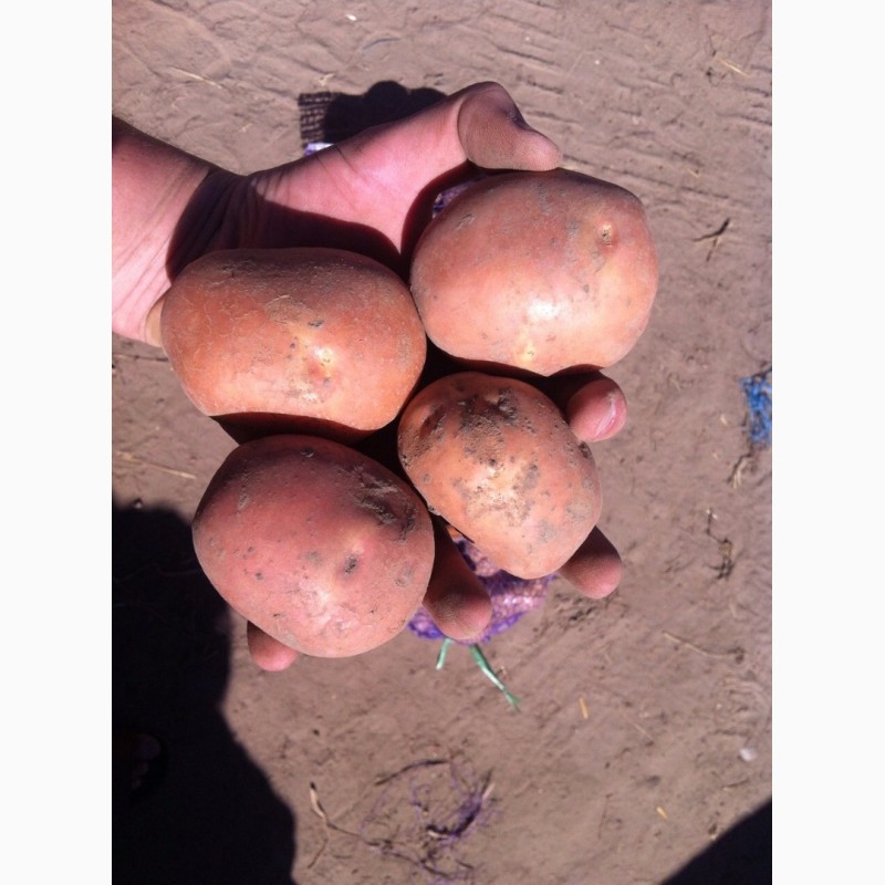 Фото 9. Продам отличный товарный картофель, Ривьера, Беллароза
