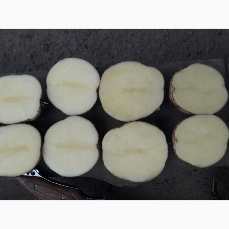 Фото 2. Продам отличный товарный картофель, Ривьера, Беллароза