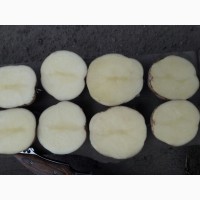 Продам отличный товарный картофель, Ривьера, Беллароза