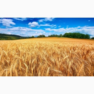 Закупаем пшеницу, семечку, сою, кукурузу, рапс. Вся Украина