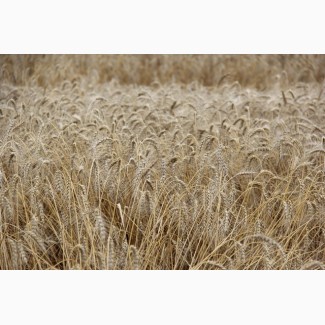 Семена озимой пшеницы Эпоха Одесская