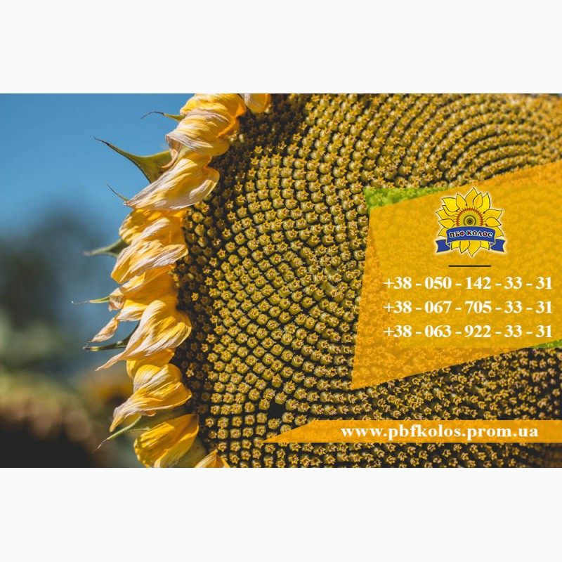 Фото 8. Семена подсолнечника / Сертифіковане насіння соняшника