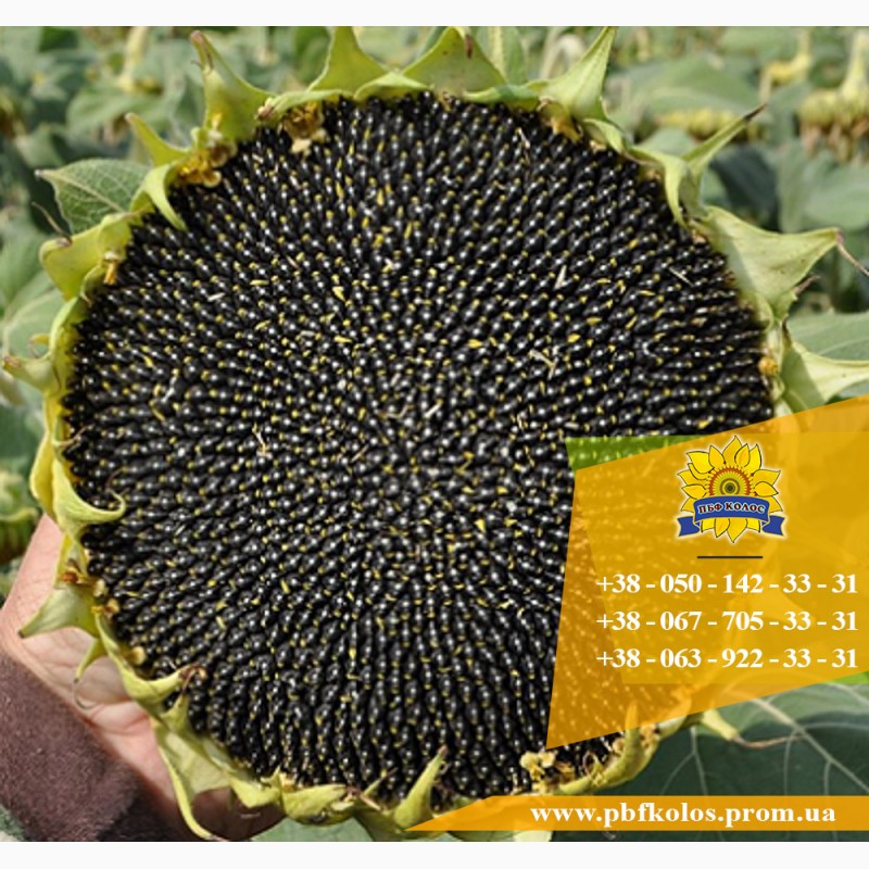 Фото 10. Семена подсолнечника / Сертифіковане насіння соняшника