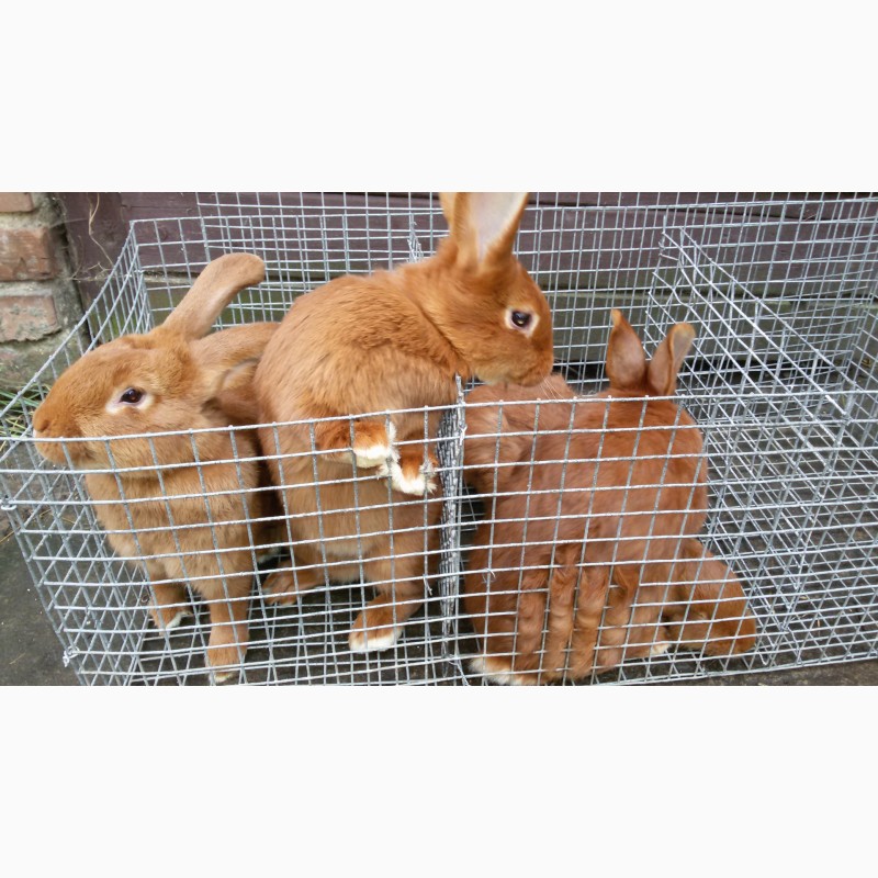 Фото 3. Кролі породи новозеландська червона