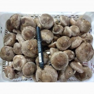 Предлагаем грибы Шиитаке от 80грн/кг