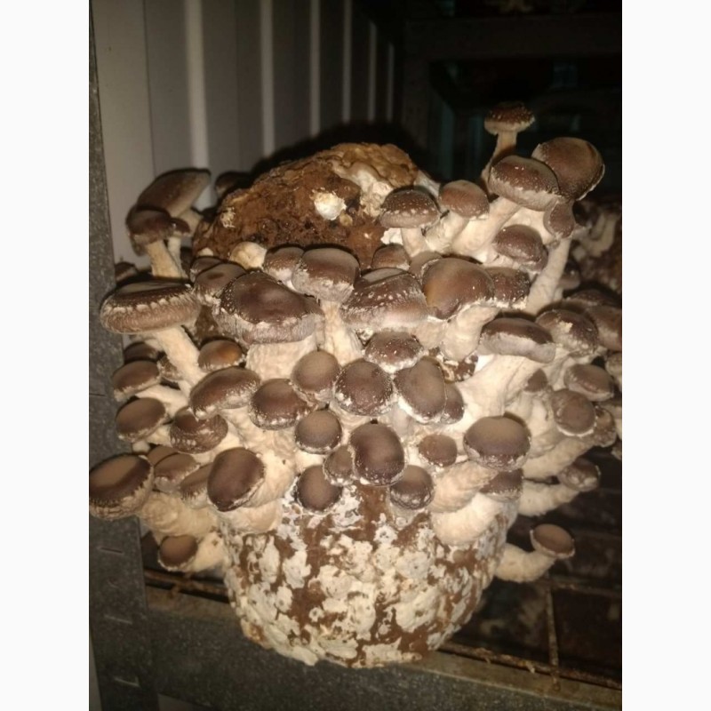 Фото 2. Предлагаем грибы Шиитаке от 80грн/кг