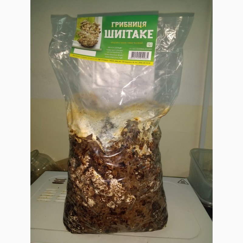 Фото 3. Предлагаем грибы Шиитаке от 80грн/кг