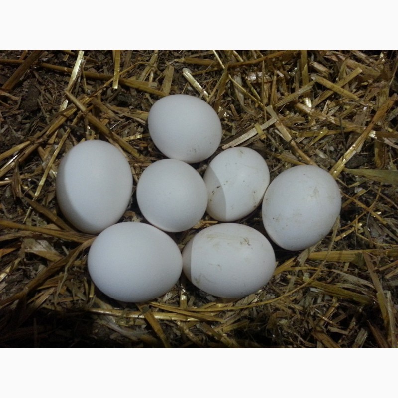 Фото 2. Продам інкубаційне яйце, породи Легорн