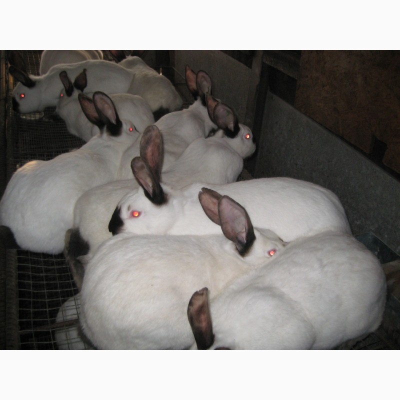 Фото 2. Продам елітних кроликів породи Каліфорнійська біла