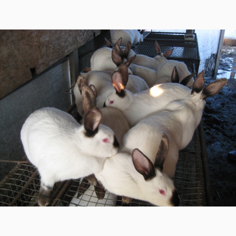 Фото 3. Продам елітних кроликів породи Каліфорнійська біла