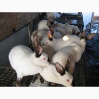 Продам елітних кроликів породи Каліфорнійська біла