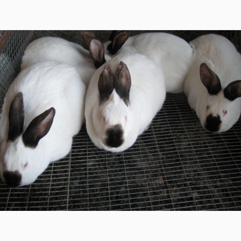 Фото 4. Продам елітних кроликів породи Каліфорнійська біла