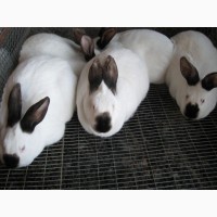 Продам елітних кроликів породи Каліфорнійська біла