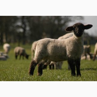 Продам овец романовская порода 300 голов