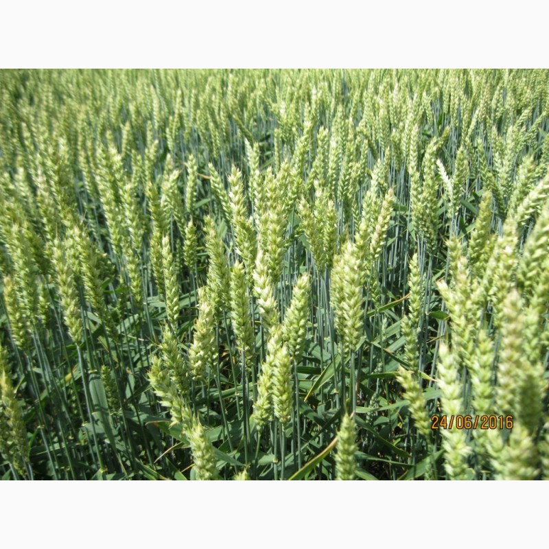 Фото 2. РУМОР (ШТРУБЕ, Німеччина) актуальний сорт ранньої озимої пшениці, інтенсивного типу