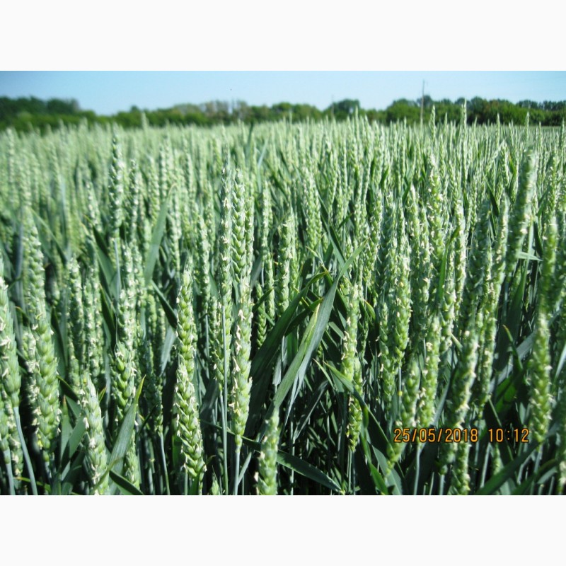 Фото 3. РУМОР (ШТРУБЕ, Німеччина) актуальний сорт ранньої озимої пшениці, інтенсивного типу