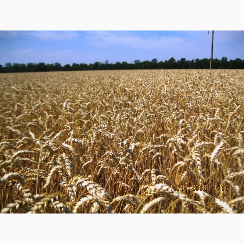 Фото 4. РУМОР (ШТРУБЕ, Німеччина) актуальний сорт ранньої озимої пшениці, інтенсивного типу