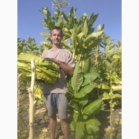 Ферментированный табак смесь сортов Вирджиния и Гавана. Урожай 2018 года