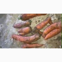 Морковь сорт Абако на переработку