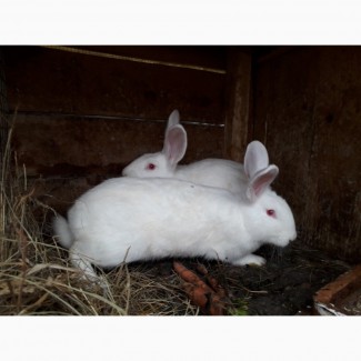 Продам кроликів панон