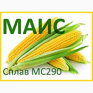 Семена кукурузы Сплав МС 290 (ФАО - 290) 2018 г.у. (МАИС)
