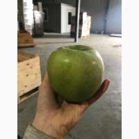 Продамо яблука високої якості!Зберігаються в холодильній камері з РГС