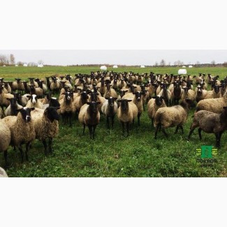 Продам овцы романовские