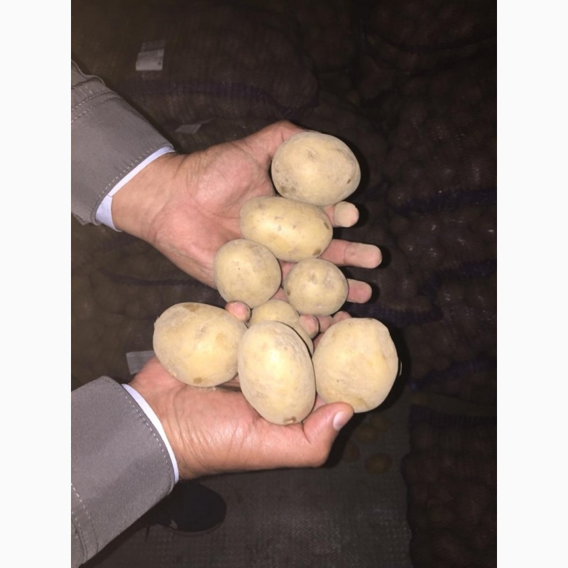 Продам картофель товарный, сорт Галла