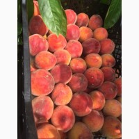 Куплю мелкий /средний персик