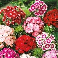 Продам насіння різних квітів фірми W.Legutko