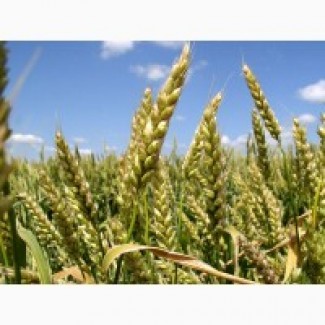 Семена озимой пшеницы FOX 1репродукция посевная