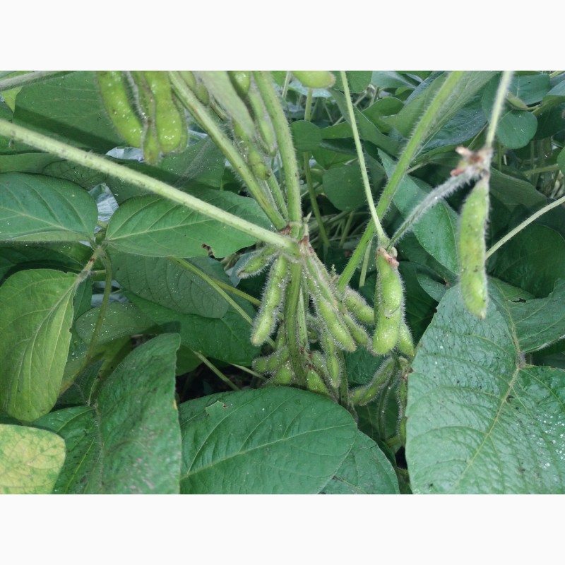 Фото 4. Семена сои Канадский трансгенный сорт ГМО под раундап 1 репродукция, насіння сої