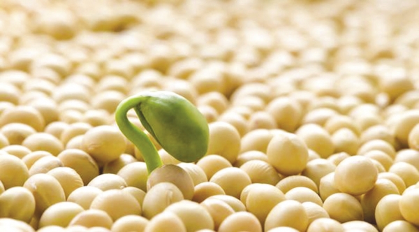 Фото 5. Семена сои Канадский трансгенный сорт ГМО под раундап 1 репродукция, насіння сої